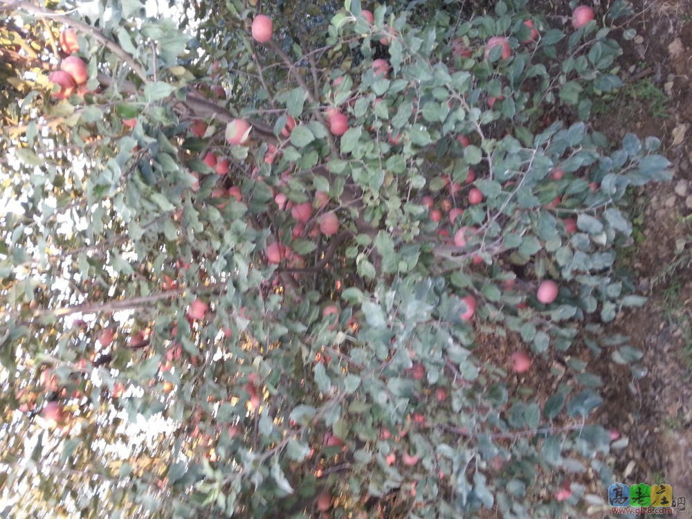 挂满果的苹果树