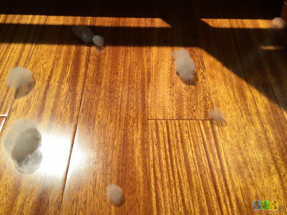 飞进来的毛絮一对比真是黄金满地啊！