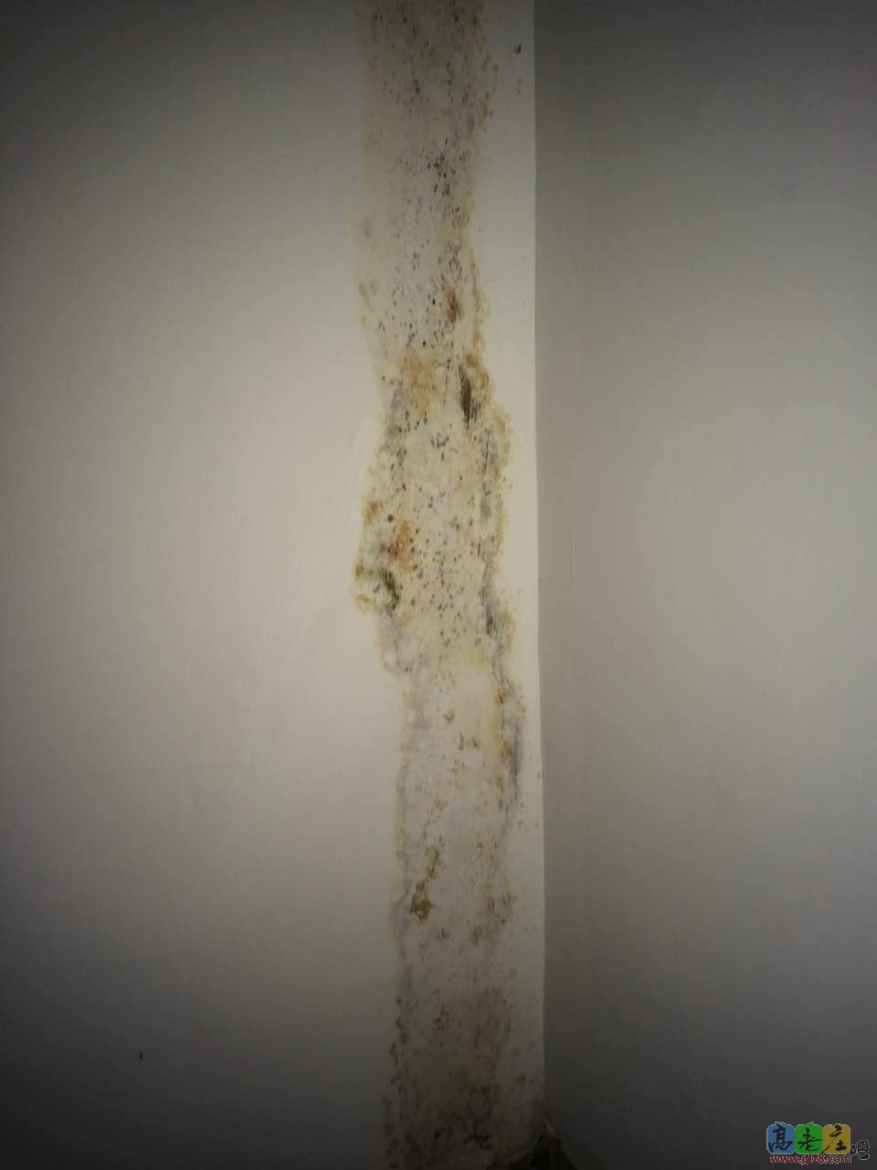 霉变1
