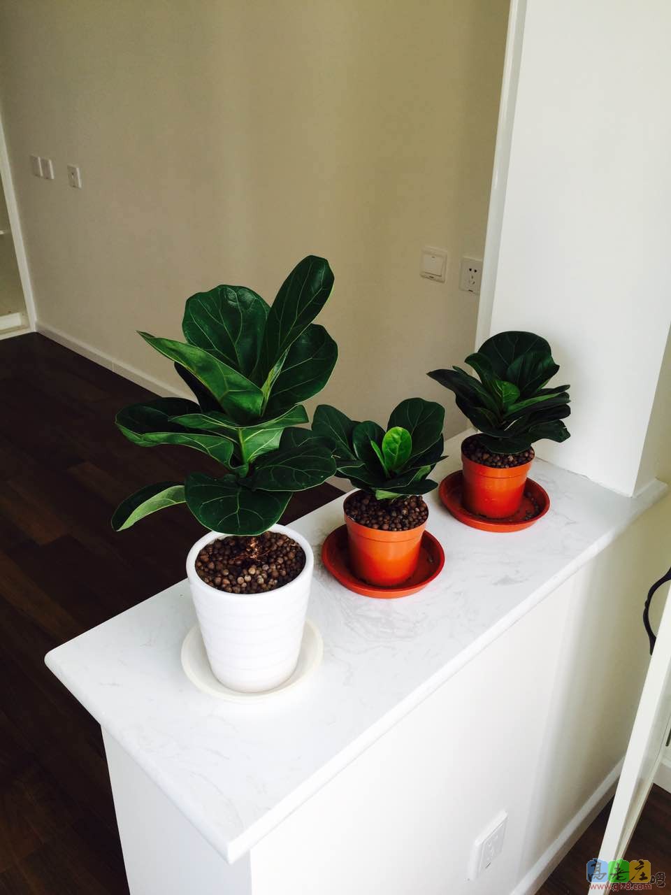 左边是我养在办公室的琴叶榕，右边两盆新买的~