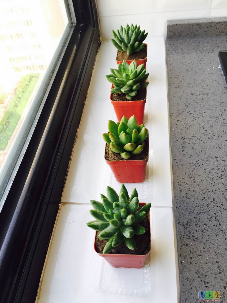 买芦荟和虎皮兰顺带捎回来的多肉，嘿嘿